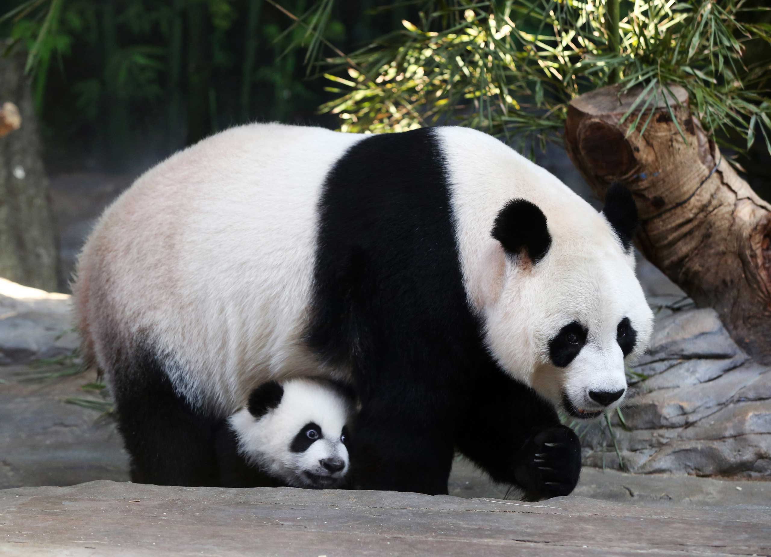 Pandas def. Большая Панда или бамбуковый медведь. Большая Панда бамбуковый медведь. Большая китайская Панда. Большая Панда эндемик.