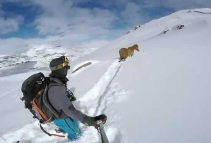 Видел коњ заглавен во снегот - Тоа што го направил ќе ви ја врати вербата во луѓето! | Сител Телевизија
