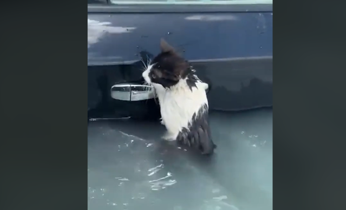 Мачка се држи за рачка на врата од автомобил во поплавите во Дубаи | ВИДЕО