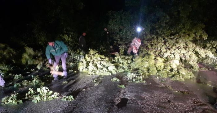 ЦУК: Паднато дрво на бул. „Александар Македонски“ во Автокоманда