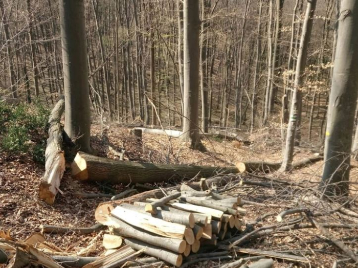 Маж од Скопје загина откако врз него паднало дрво при нелегална сеча во струшко