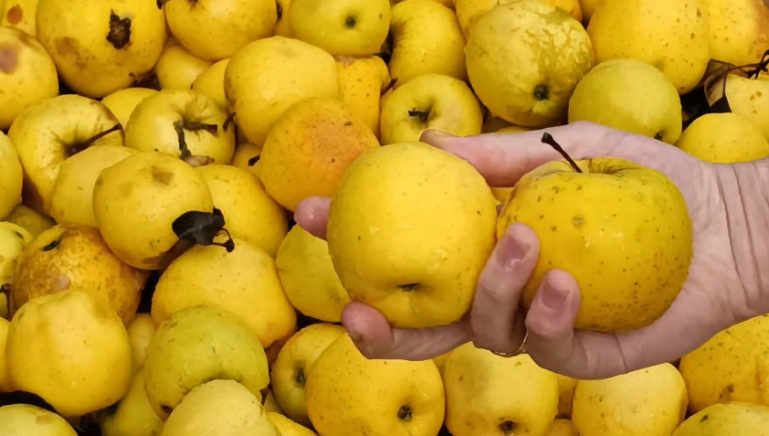 Македонското јаболко се бара во Србија, Бугарија, Чешка, Косово и Албанија